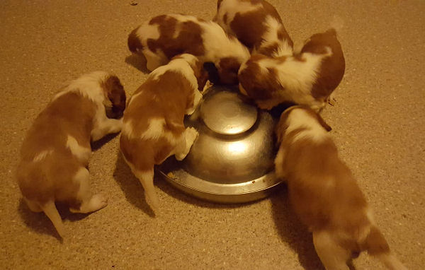 Glenbrows puppies sales